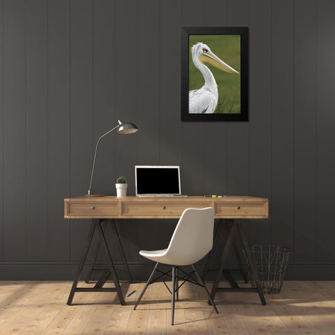 Pink-backed Pelican Black Modern Wood Framed Art Print by Jones, Adam