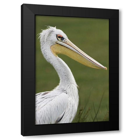 Pink-backed Pelican Black Modern Wood Framed Art Print by Jones, Adam