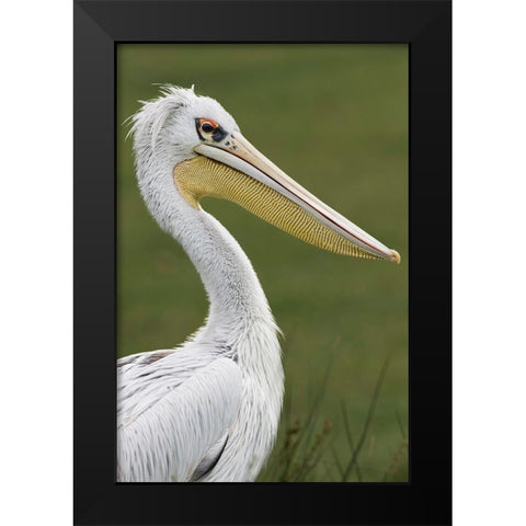 Pink-backed Pelican Black Modern Wood Framed Art Print by Jones, Adam