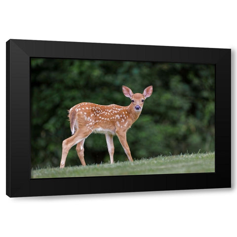 Very young white-tailed deer fawn Black Modern Wood Framed Art Print by Jones, Adam