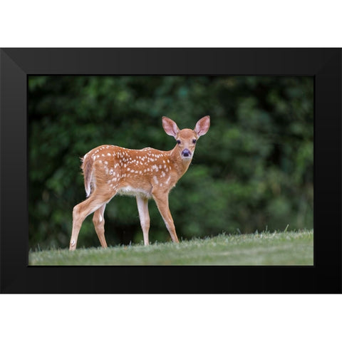 Very young white-tailed deer fawn Black Modern Wood Framed Art Print by Jones, Adam