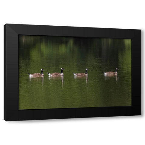 Canada geese swimming together Black Modern Wood Framed Art Print with Double Matting by Jones, Adam