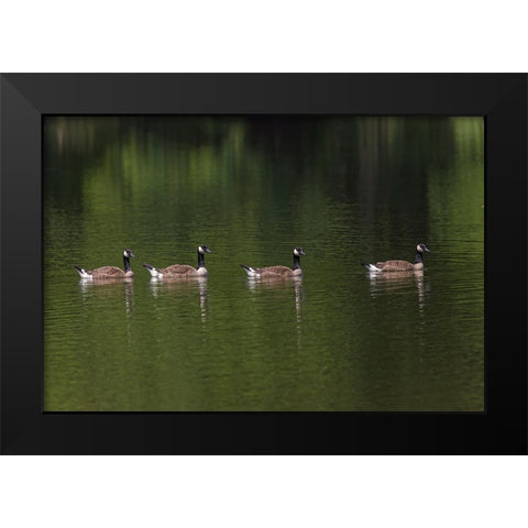 Canada geese swimming together Black Modern Wood Framed Art Print by Jones, Adam