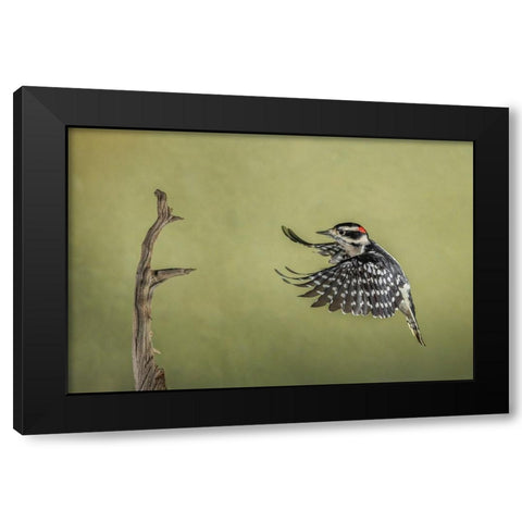 Downy woodpecker flying Black Modern Wood Framed Art Print by Jones, Adam