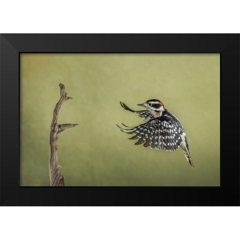 Downy woodpecker flying Black Modern Wood Framed Art Print by Jones, Adam