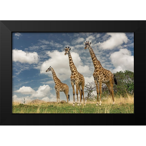 Three Masai Giraffe Black Modern Wood Framed Art Print by Jones, Adam