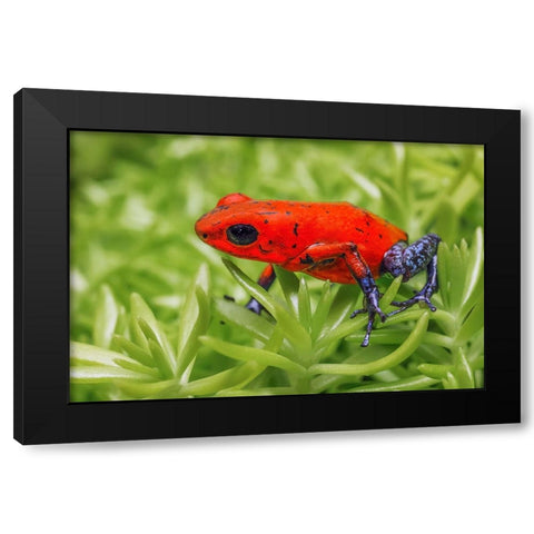 Blue-jeans frog-Strawberry poison dart frog Black Modern Wood Framed Art Print with Double Matting by Jones, Adam