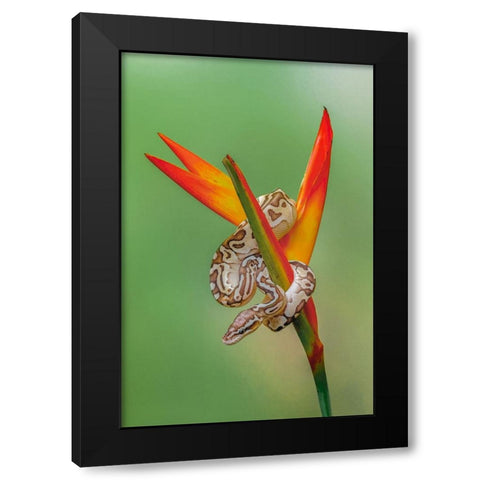 Ball python Black Modern Wood Framed Art Print by Jones, Adam