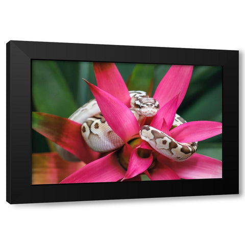 Ball python Black Modern Wood Framed Art Print by Jones, Adam