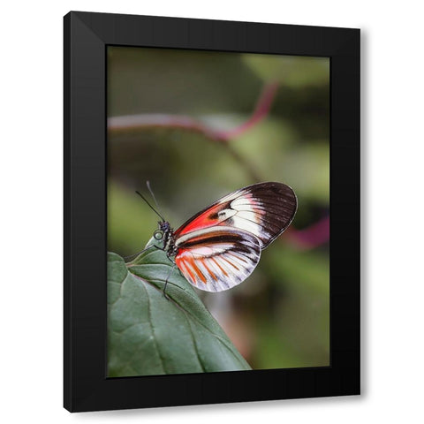 Piano key or Postman butterflies Black Modern Wood Framed Art Print with Double Matting by Jones, Adam