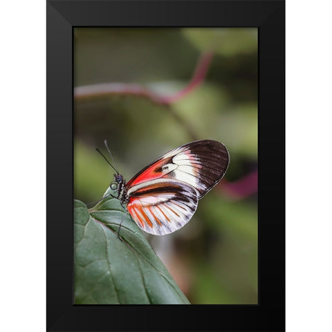 Piano key or Postman butterflies Black Modern Wood Framed Art Print by Jones, Adam