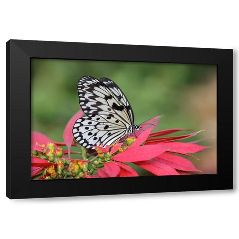 Paper kite or Large tree nymph butterfly Black Modern Wood Framed Art Print by Jones, Adam