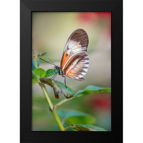 Piano key or Postman butterflies Black Modern Wood Framed Art Print by Jones, Adam