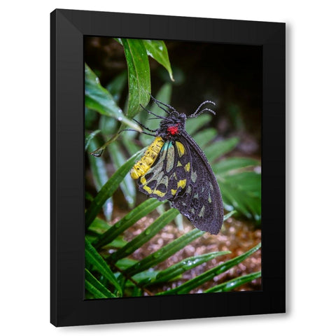 Common green birdwing-Cape York Birdwing Black Modern Wood Framed Art Print with Double Matting by Jones, Adam