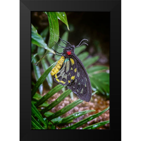 Common green birdwing-Cape York Birdwing Black Modern Wood Framed Art Print by Jones, Adam
