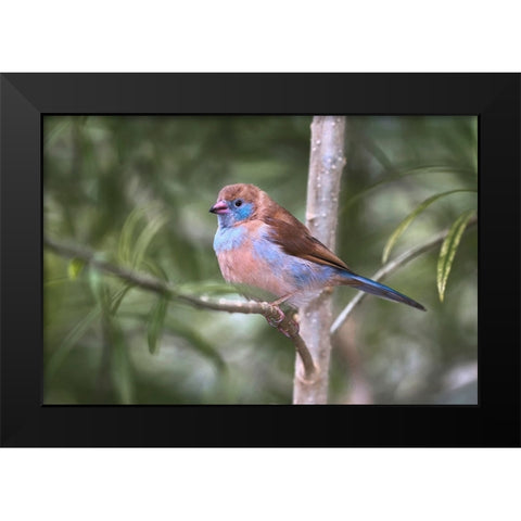 Female Red-cheeked cordon-bleu Black Modern Wood Framed Art Print by Jones, Adam