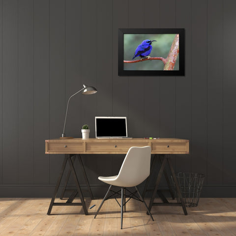 Yellow-legged honeycreeper-native to South America Black Modern Wood Framed Art Print by Jones, Adam