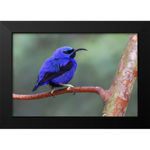 Yellow-legged honeycreeper-native to South America Black Modern Wood Framed Art Print by Jones, Adam
