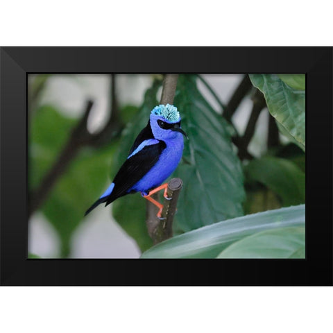 Red-legged honeycreeper Black Modern Wood Framed Art Print by Jones, Adam