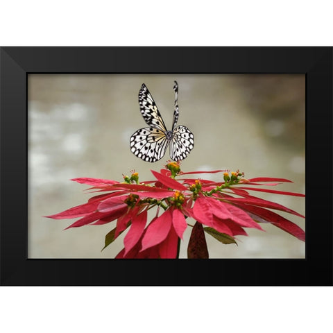 Paper kite or Large tree nymph butterfly flying Black Modern Wood Framed Art Print by Jones, Adam