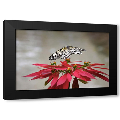 Paper kite or Large tree nymph butterfly flying Black Modern Wood Framed Art Print by Jones, Adam