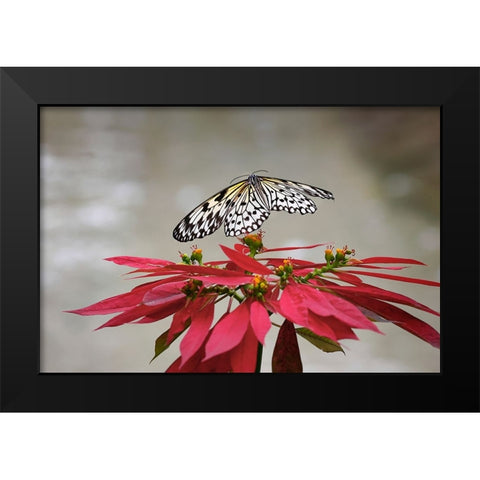 Paper kite or Large tree nymph butterfly flying Black Modern Wood Framed Art Print by Jones, Adam
