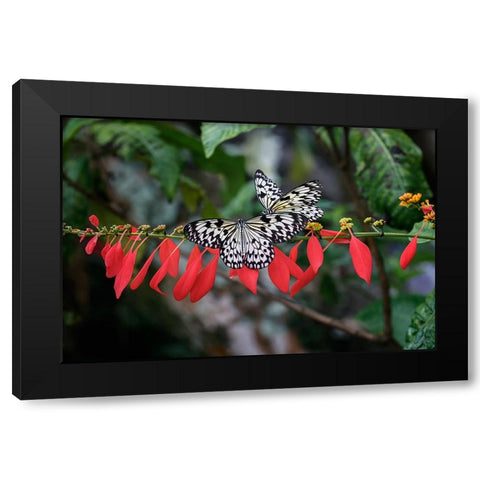 Paper kite or Large tree nymph butterfly flying Black Modern Wood Framed Art Print with Double Matting by Jones, Adam