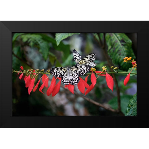Paper kite or Large tree nymph butterfly flying Black Modern Wood Framed Art Print by Jones, Adam