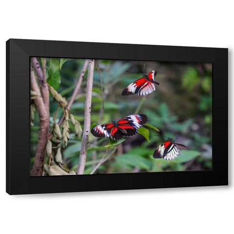 Piano key or Postman butterflies flying Black Modern Wood Framed Art Print by Jones, Adam