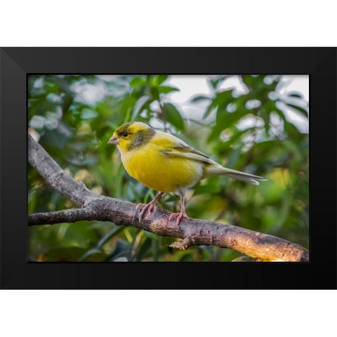 Canary-native to Canary Island Black Modern Wood Framed Art Print by Jones, Adam