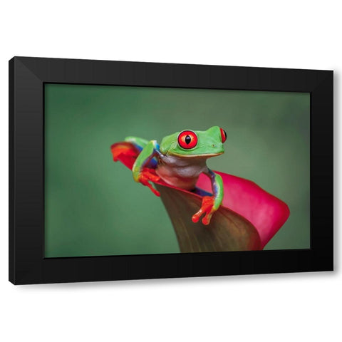 Red-eyed tree frog Black Modern Wood Framed Art Print with Double Matting by Jones, Adam