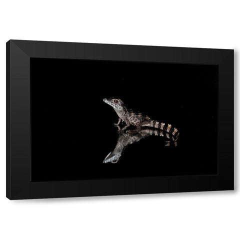 Crocodile Gecko-Moorish Gecko Black Modern Wood Framed Art Print by Jones, Adam