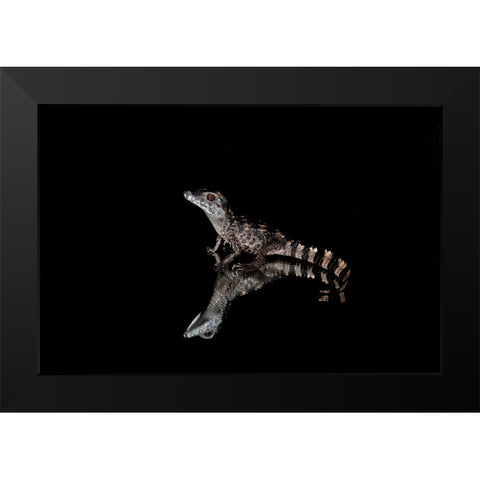 Crocodile Gecko-Moorish Gecko Black Modern Wood Framed Art Print by Jones, Adam