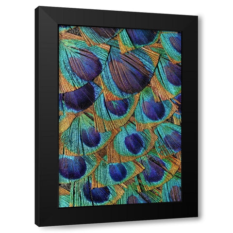 Pattern in peacock feathers Black Modern Wood Framed Art Print with Double Matting by Jones, Adam