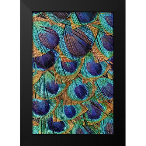 Pattern in peacock feathers Black Modern Wood Framed Art Print by Jones, Adam