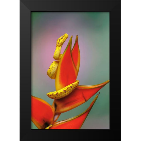 Juvenile Green tree python Black Modern Wood Framed Art Print by Jones, Adam