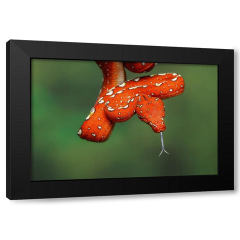 Juvenile Green tree python Black Modern Wood Framed Art Print by Jones, Adam