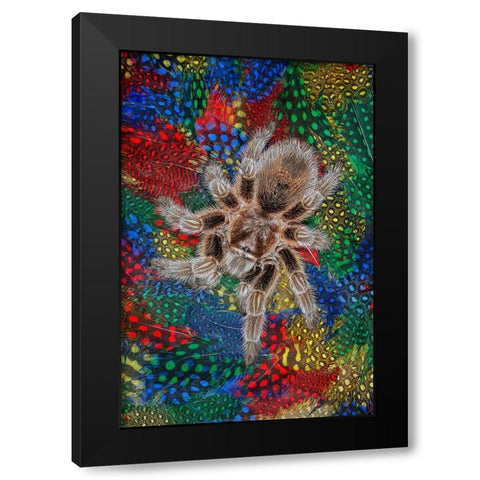 Mexican redknee tarantula on colorful feathers Black Modern Wood Framed Art Print by Jones, Adam