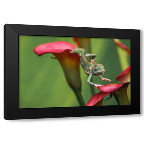 Veiled chameleon Black Modern Wood Framed Art Print by Jones, Adam