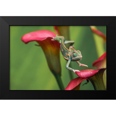 Veiled chameleon Black Modern Wood Framed Art Print by Jones, Adam