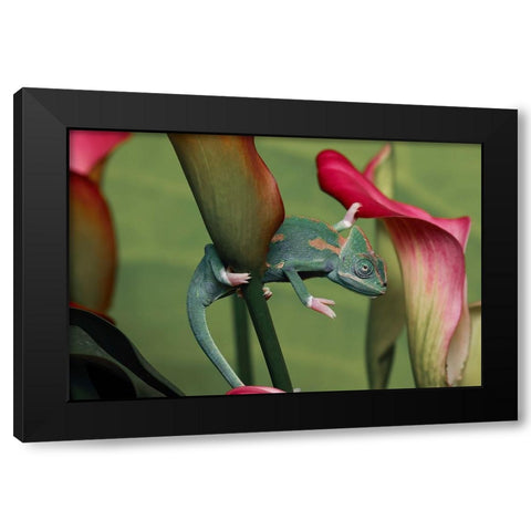 Veiled chameleon Black Modern Wood Framed Art Print with Double Matting by Jones, Adam