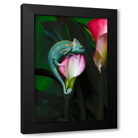 Veiled chameleon Black Modern Wood Framed Art Print by Jones, Adam
