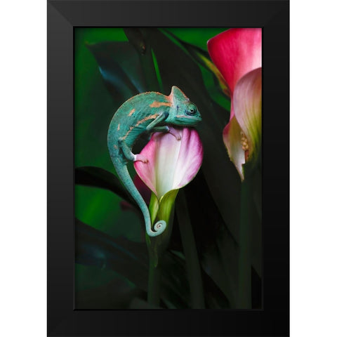 Veiled chameleon Black Modern Wood Framed Art Print by Jones, Adam