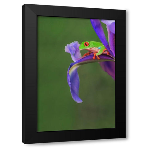 Red-eyed tree frog climbing on iris flower Black Modern Wood Framed Art Print with Double Matting by Jones, Adam