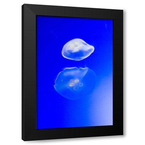 Graceful Jellyfish in Aquarium Black Modern Wood Framed Art Print by Miller, Anna
