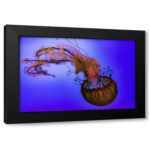 Graceful Jellyfish in Aquarium Black Modern Wood Framed Art Print with Double Matting by Miller, Anna