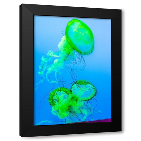 Graceful Jellyfish in Aquarium Black Modern Wood Framed Art Print with Double Matting by Miller, Anna
