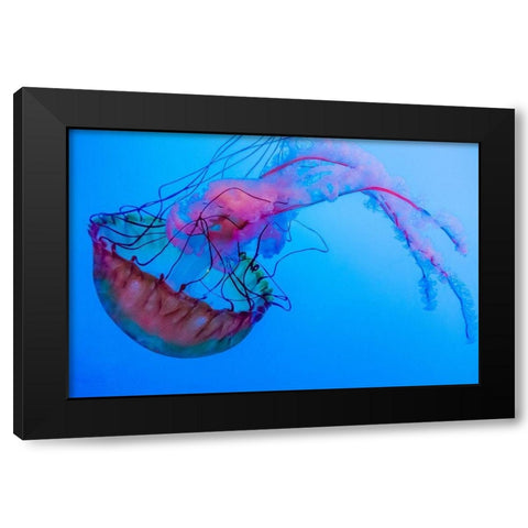 Graceful Jellyfish in Aquarium Black Modern Wood Framed Art Print with Double Matting by Miller, Anna