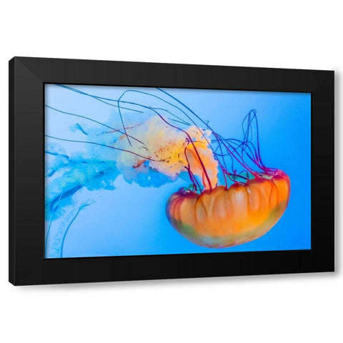Graceful Jellyfish in Aquarium Black Modern Wood Framed Art Print with Double Matting by Miller, Anna