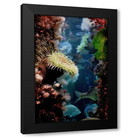 Anemones growing on wood pier pilings Black Modern Wood Framed Art Print with Double Matting by Miller, Anna